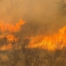 fire rages in texas blanketing the region with smoke animals are fleeing 132949