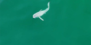 first recording of the white crocodile in the wild 132475