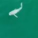 first recording of the white crocodile in the wild 132475
