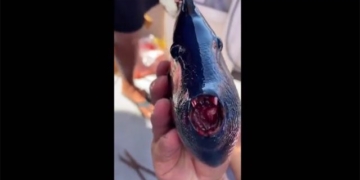 fisherman embarrassed when catching catfish with red grapes 131697