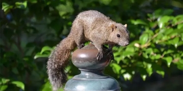 foreign animals threatening my biodiversity in japan 131596