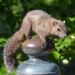 foreign animals threatening my biodiversity in japan 131596