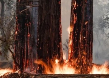 forest recovery after fire annual planting 2000 years 131615
