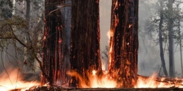 forest recovery after fire annual planting 2000 years 131615