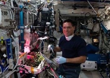 found tomato fruit 8 months on iss space station 131527