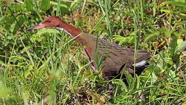 Aldabra rail is the last flightless bird species in the Indian Ocean.