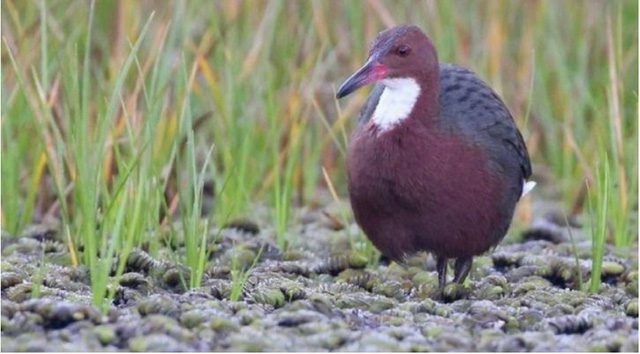 Aldabra rail