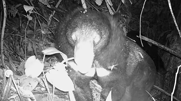 Asian black bears were found to have a population consisting of males, females, and cubs.