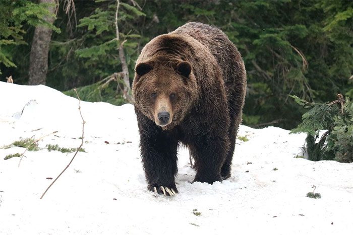 Some bears are suffering from sleep disorders due to the impact of climate change.