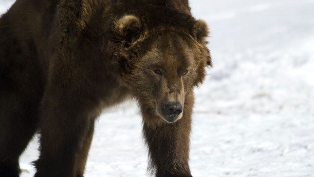 A North American grizzly bear standing in the snow in West Yellowstone, Montana, USA.