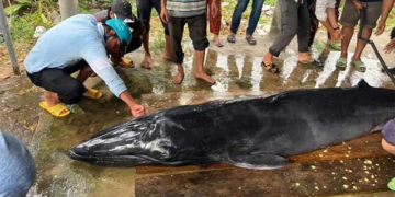 giant crab 300kg placed in tra vinh sea 131812