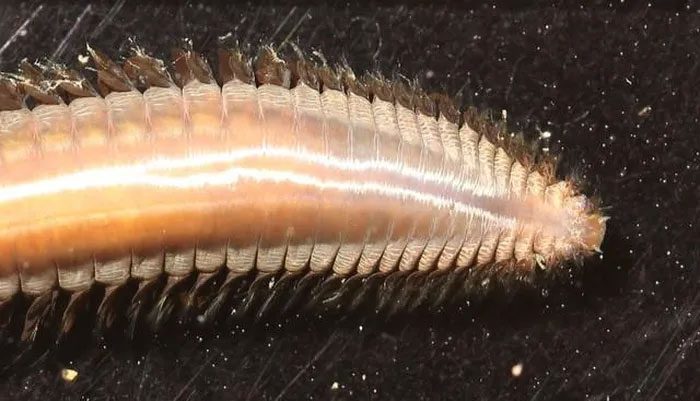 Polychaete Worm