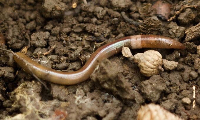 Jumping Worm (Amynthas agrestis) is one of at least 70 species of invasive earthworms in North America.