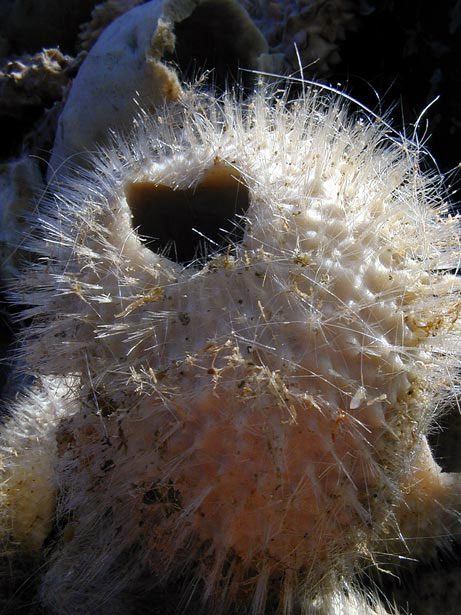 Antarctic Glass Sponges
