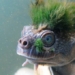 green hair snake species going viral on social media now 91838