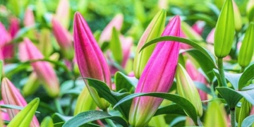 guide on how to choose lucky flowers for tet new year beginnings 110922