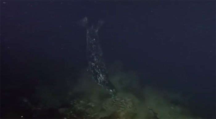 The harbor seal catches its prey, ultimately tearing off one of the octopus's eight arms.