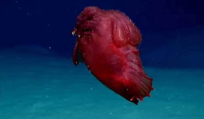 Red Sea Cucumber