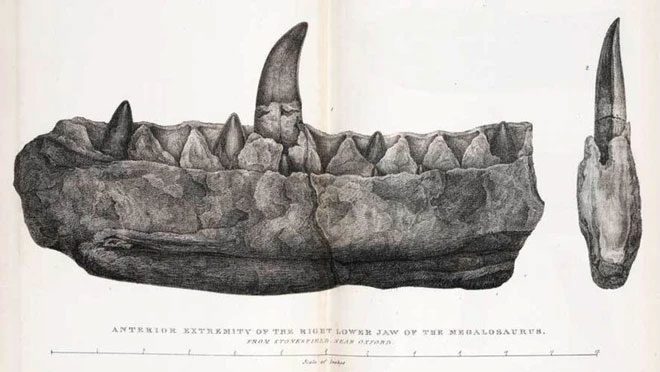 The jaw of Megalosaurus depicted in an engraving based on a drawing from 1824