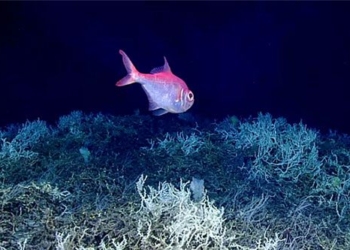 has a map of the largest coral reef in the world 132465