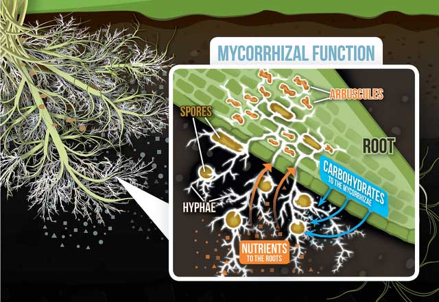 Some plants only thrive in specific geographical environments.