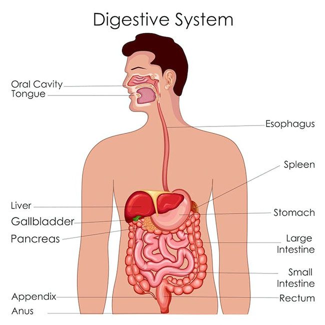 Digestive System: Food moves from the stomach to the intestines and is expelled through the anus.
