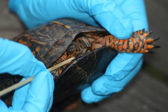 The Death of Turtles