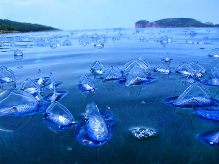 Marine Organism