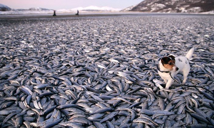 Mass Fish Death