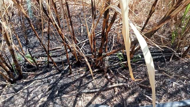 The spontaneous combustion phenomenon occurred in the garden of Mr. Le Van Ben.