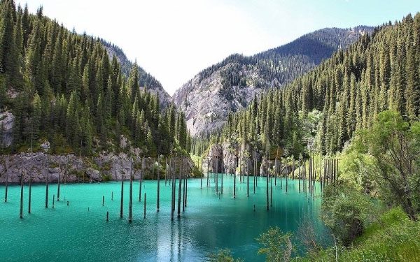 The stunning underwater forest in Kazakhstan