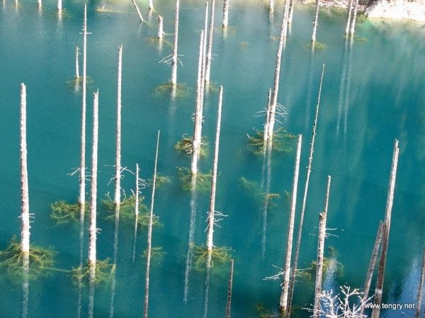 The stunning underwater forest in Kazakhstan