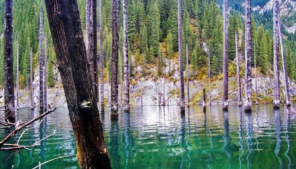 The stunning underwater forest in Kazakhstan