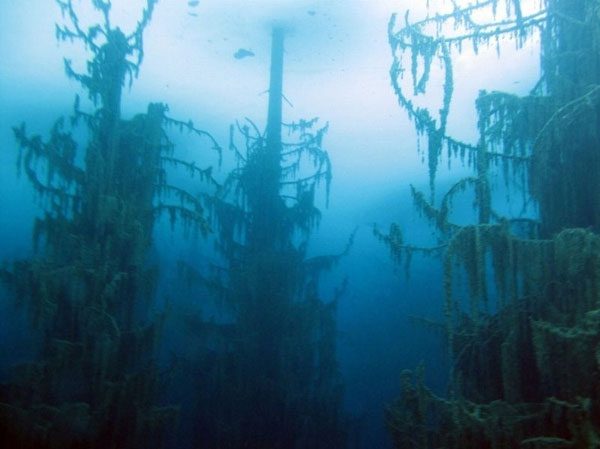 The stunning underwater forest in Kazakhstan