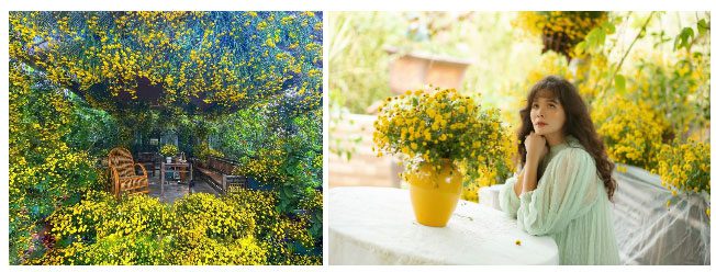 The chrysanthemum garden created by Ms. Thúy Trần herself.