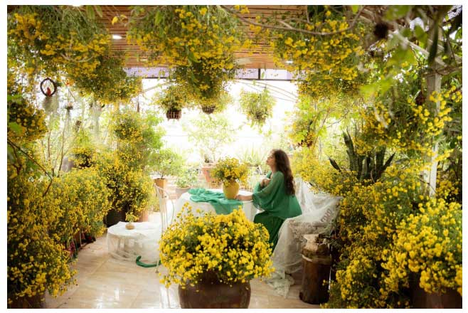 The chrysanthemum garden created by Ms. Thúy Trần herself.