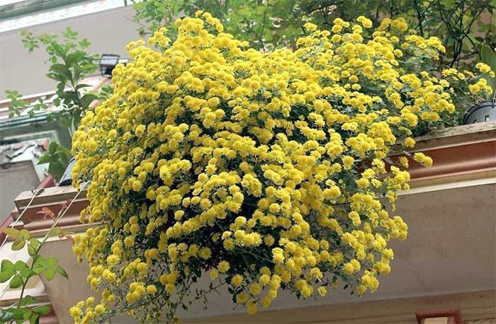Drinking chrysanthemum tea helps soothe the mind, relieve stress, enhance skin health, and detoxify the body.
