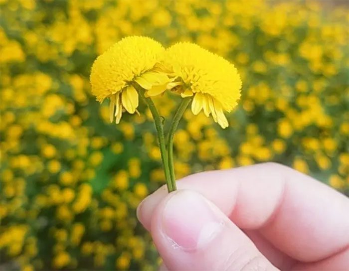 Chrysanthemum in Hung Yen primarily cultivated for medicinal use.