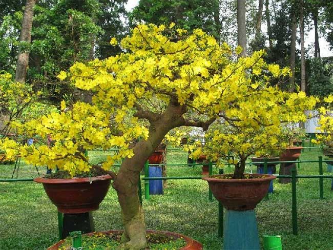 Choose branches or apricot trees with a balanced number of buds distributed evenly across the branches.
