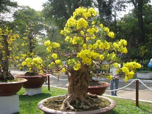 Apricot tree displayed outdoors.