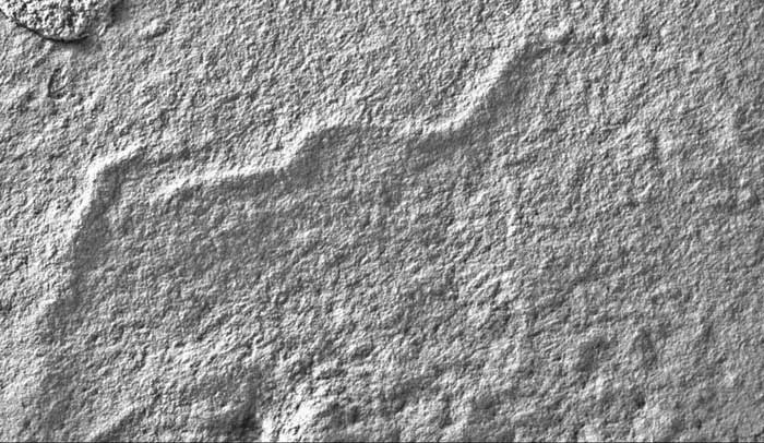 Ediacaran fossils contain many species that today resemble insect-like forms.