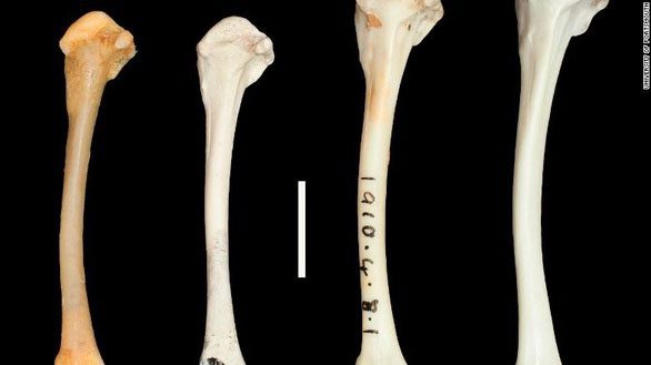 Fossil samples demonstrate the two species evolved similarly.