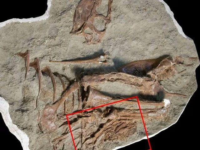 Prey intact in the stomach of the dinosaur fossil