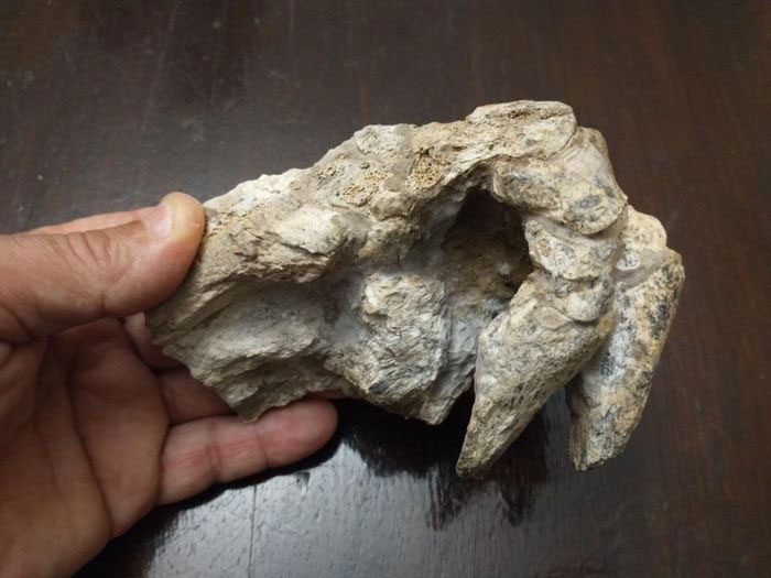 Well-preserved fossil limbs of a 200 kg giant armadillo
