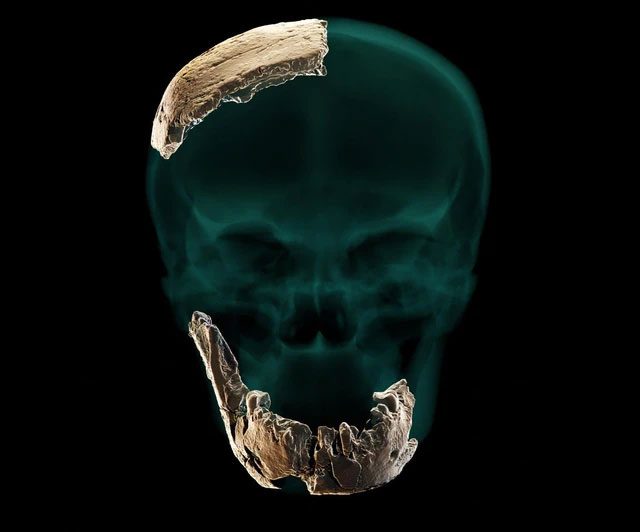 A previously unknown lineage has been identified in Israel