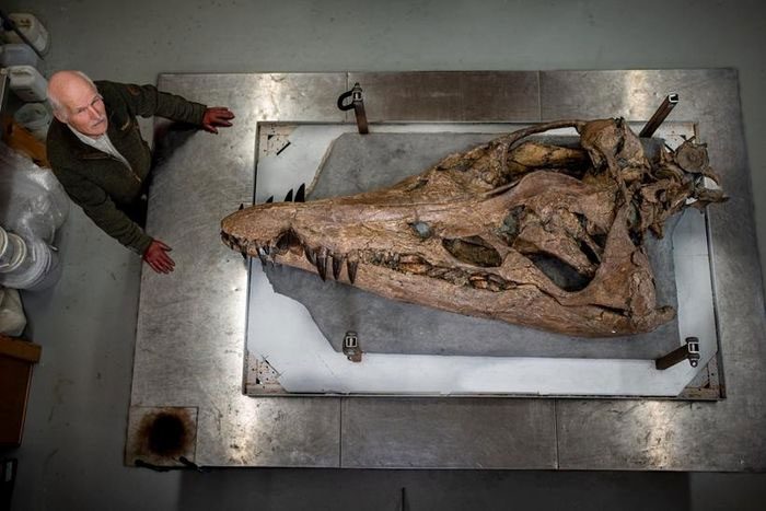 Paleontologist Steve Etches with Pliosaurus skull.