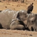 horrific disaster 160 elephants die in hwange park 132247