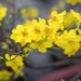 how to choose beautiful mai flowers for tet decoration 97520