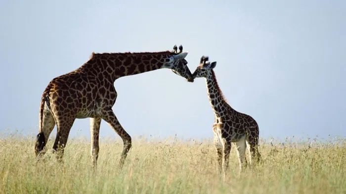Giraffe
