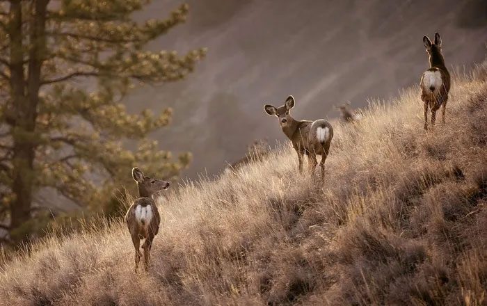 Scientists worry that humans could contract CWD since deer are still widely hunted for meat.